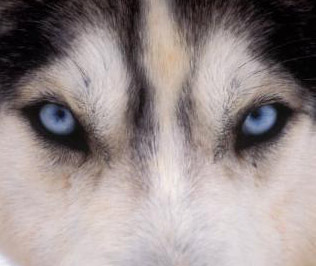 evil wolf eyes